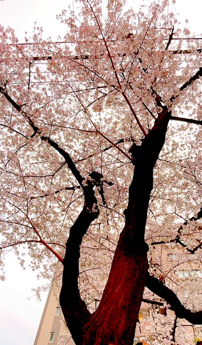 桜ってもう咲いとるんやねぇ 