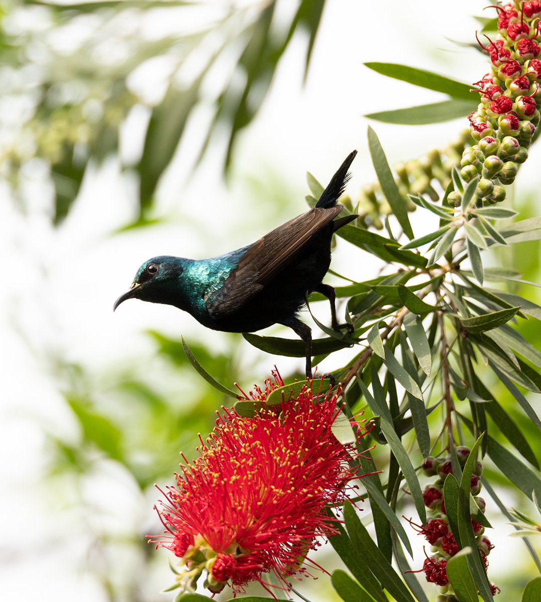 joyyiiaa's tweet photo. Purple Sunbird from our garden ❤️ https://t.co/HUunXfzLhd