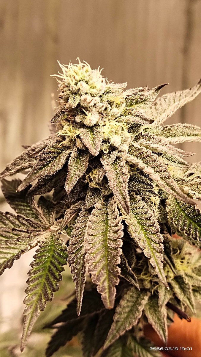 WeedthailandII's tweet photo. Flo-see strian

Exotic Genetix 

#exotic
#420Life 
#Ganjar https://t.co/kwZSkDazvp
