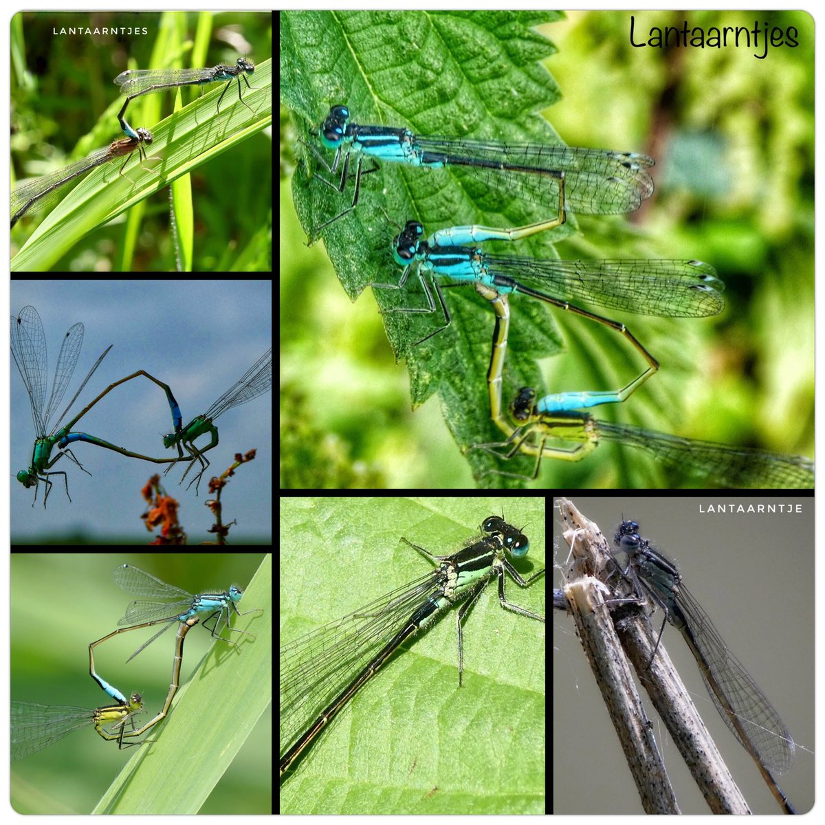 adriana57's tweet image. Dag 21 van #libellente ⁦@KatsmanJan⁩ vandaag staat het #lantaarntje in het zonnetje, ik zag wel dat ik veel gezamenlijke foto’s had, zie ze zo ook veel rondvliegen, soms ook met z’n drieën.