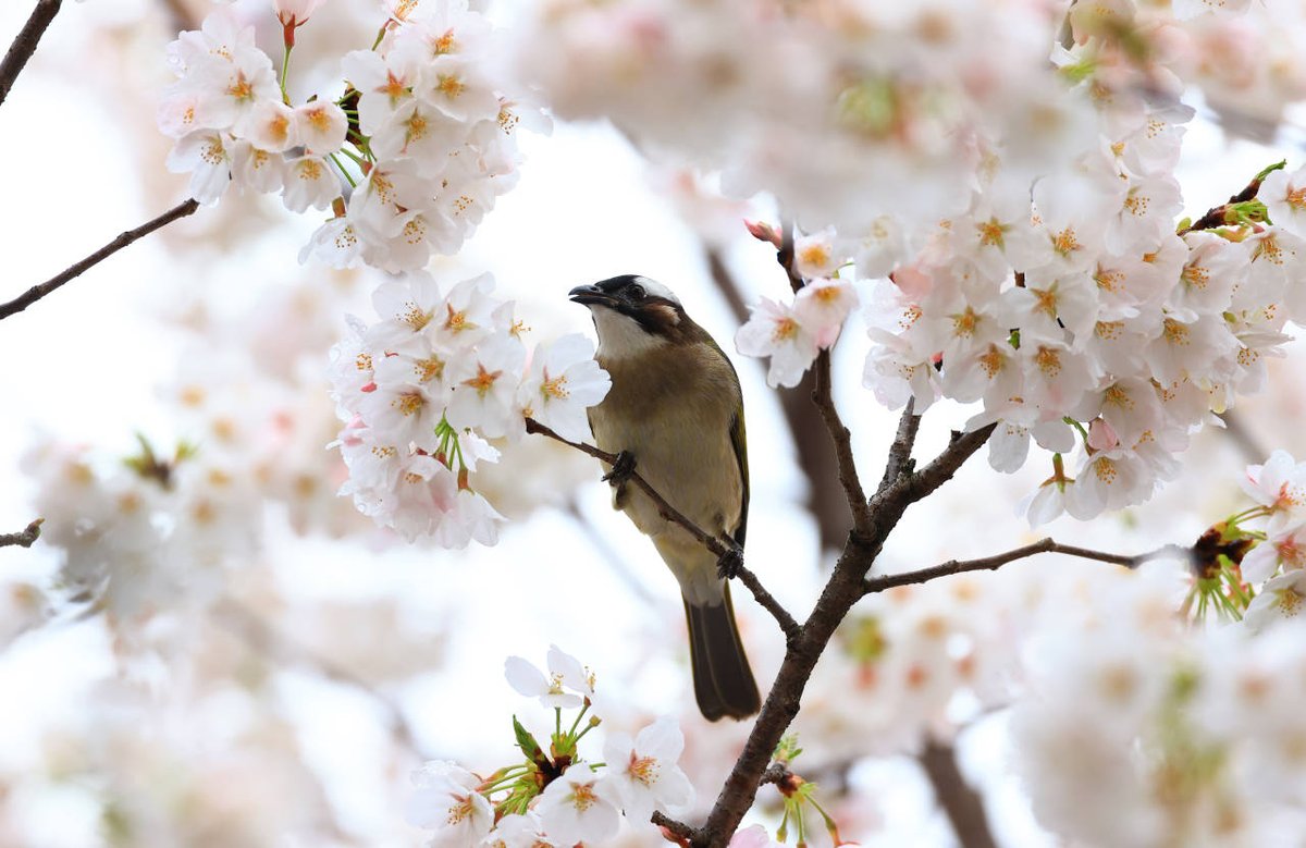 VisitYinzhou's tweet photo. Check out these gorgeous images of #birds pollinating cherry #blossoms🌸 in a park in #Yinzhou😻. Have you managed to capture such stunning #springtime scenes with your camera 📸yet? #VisitYinzhou https://t.co/Tf0vmHSwkx