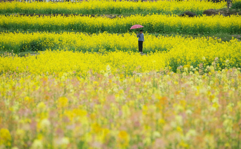 VisitYinzhou's tweet photo. 📢March 21 marked the beginning of the #SpringEquinox (Chinese: 春分), the fourth term of the year on the traditional Chinese solar calendar. Check out the kaleidoscope-like spring views😻 in Santang village, #Yinzhou. #VisitYinzhou [Photo/Ningbo Evening News] https://t.co/0QRq99Vu3x