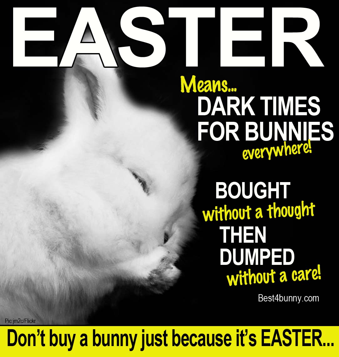 The rescues are already full of adorable bunnies waiting for their forever home. After Easter things will get worse because of those people that buy a bunny just because it is Easter. Buy chocolate instead!
best4bunny.com
#adoptdontshop #Easter2023