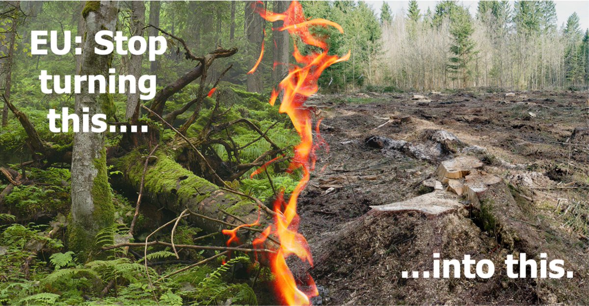Logging harms Sámi reindeer herding pastures & reduces lichen – important winter nourishment for reindeer. @sweden2023eu jeopardizes EU climate goals by supporting burning 🌳🌲 for energy. On #IntlForestDay, stand up to them @RPourmokhtari @MikaLintila #StopFakeRenewables