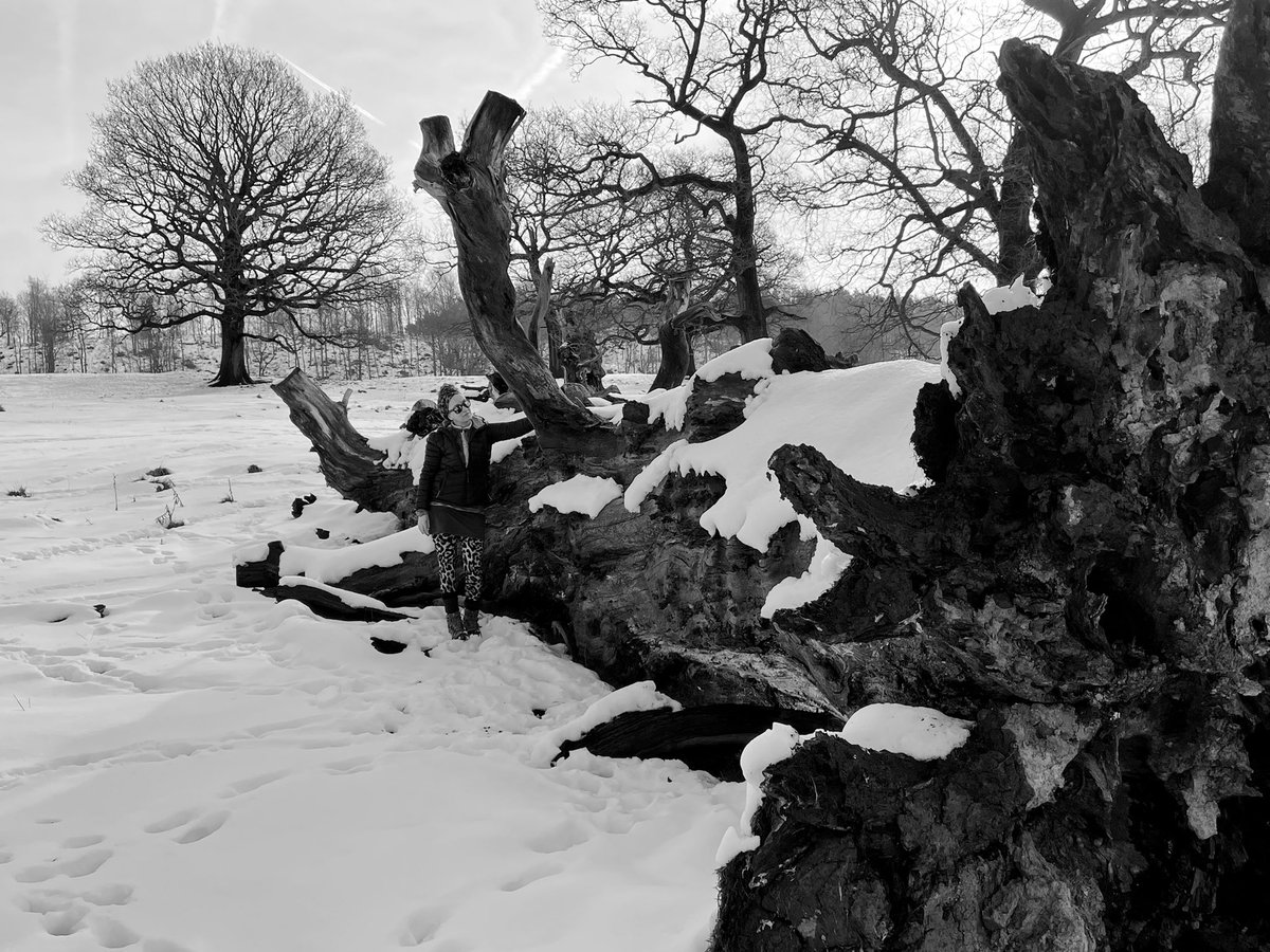 artypartyco's tweet image. It’s a sad one for this #thicktrunktuesday , this beautiful trunk (oak I think..) has finally laid itself to rest in Chatsworth grounds , was quite emotional on discovering it. I believe it will now form part of the mycology network.  #tres #circleoflife #mycology #derbyshire