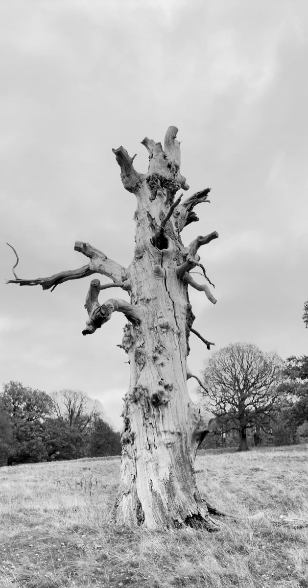artypartyco's tweet image. It’s a sad one for this #thicktrunktuesday , this beautiful trunk (oak I think..) has finally laid itself to rest in Chatsworth grounds , was quite emotional on discovering it. I believe it will now form part of the mycology network.  #tres #circleoflife #mycology #derbyshire