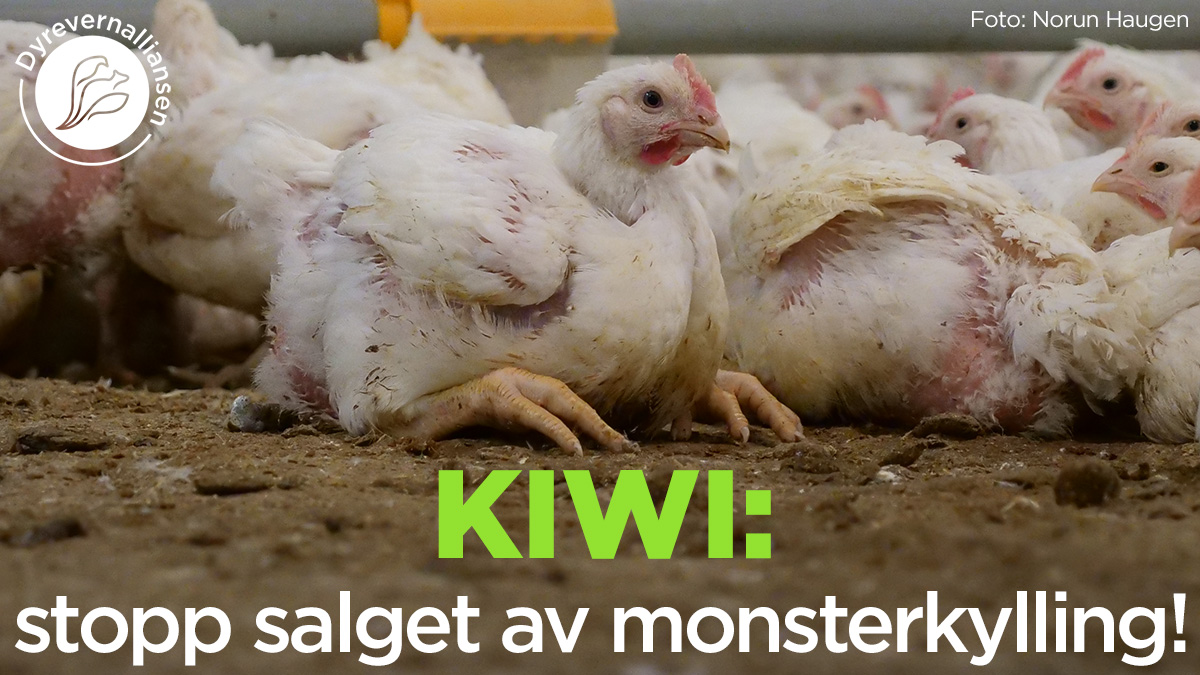 Vi krever at Kiwi slutter å selge monsterkyllingen Ross 308. Kyllingene trenger også mer plass og dagslys. Ny forskning viser at Ross 308 har store utfordringer. 

<a href="/norgesgruppen/">NorgesGruppen</a> #stoppross308 #dyrevern #dyrevelferd

dyrevern.no/landbruksdyr/v…