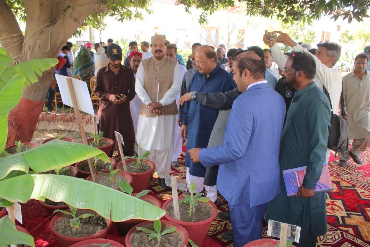 AdnanAlams's tweet photo. It may not always be useful to plant disease resistant banana types to fend off #PanamaWilt, Crop rotation &amp; other preventive measures were recommended by the #GovernmentOfSindh at an awareness #AgricultureSeminar.
#DiseasePrevention #BananaCrops #SindhAgriculture #BananaDisease https://t.co/voW4JuK2H6