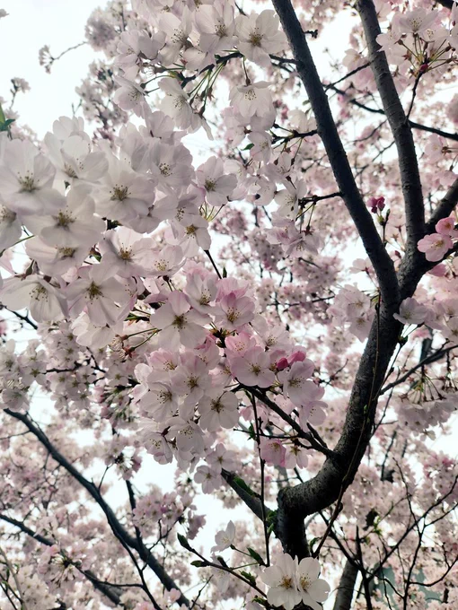桜～ 