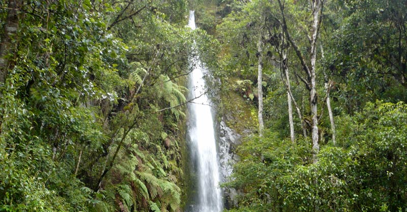 Happy #IntlForestDay! 🥳

#Forests provide multiple services which benefit us in many ways, for instance improving our physical &amp; mental health 🌿

Learn more about forest #EcosystemServices &amp; the importance of having healthy forests for healthy people 👉 sincereforests.eu/forests/forest…