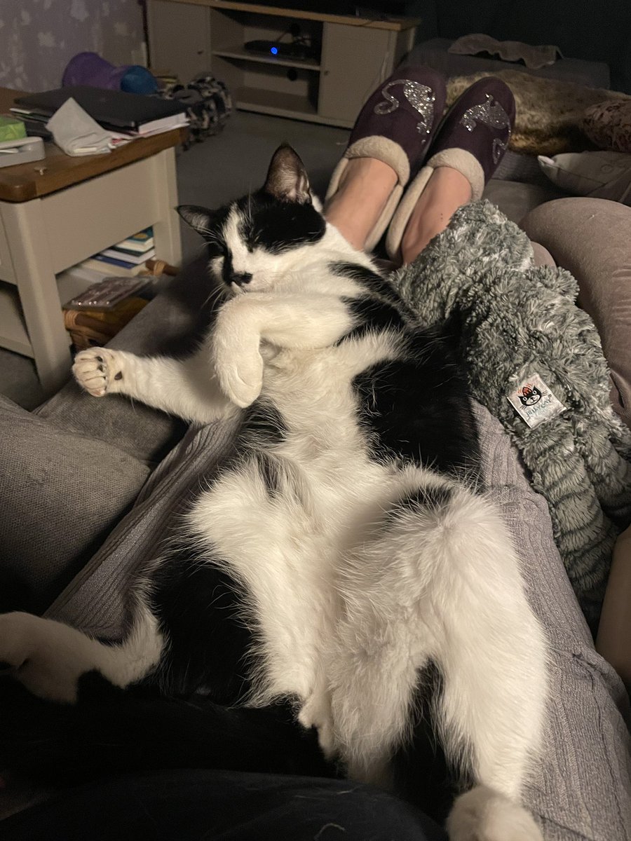 CatherineYaffe's tweet photo. Husband has returned to work, leaving me to fend for myself #rude Feeling marginally better but absolutely no energy #covidsucks 
Button is loving the sofa days though ❤️#catsoftwitter #WritingCommunity #button #amresting https://t.co/k8B9HRAqAr