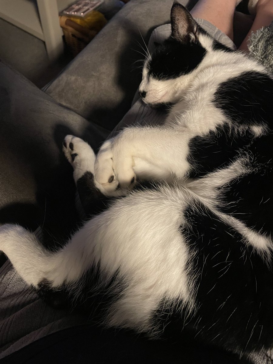 CatherineYaffe's tweet photo. Husband has returned to work, leaving me to fend for myself #rude Feeling marginally better but absolutely no energy #covidsucks 
Button is loving the sofa days though ❤️#catsoftwitter #WritingCommunity #button #amresting https://t.co/k8B9HRAqAr