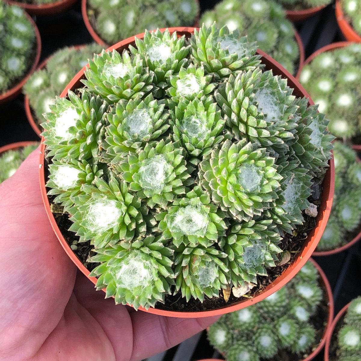 Frühling ist da ! 🌼🌷🌸🌻🌱💐🌺🌿🐣🐇🐞👒🐥🐰🐤🌹🌦️

#fabulousfatfriends #meindehner #dehner #gartenplants #sempervivum #hauzwurz #houseleek #sukkulentenliebe #dachwurze #gartencenter #sempervivumarcticwhite #colorockz #ichliebesemps #mygardenlife #rojnik #ichmagsemps