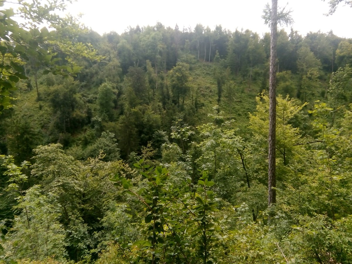 Stijging FSC-gecertificeerde bosoppervlakte in de EU: 15 miljoen ha extra in 10 jaar

be.fsc.org/be-nl/newsfeed…

#ForestDay