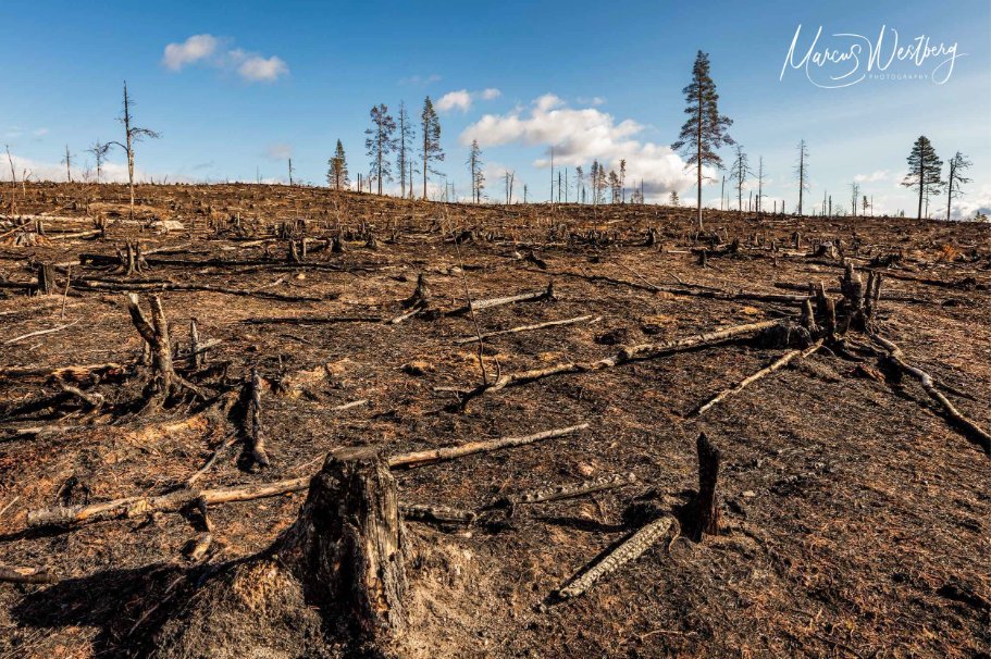 Today is #IntlForestDay. The @sweden2023eu presidency continue to harm climate & nature by supporting tree burning for energy. This needs to stop - stop blocking EU #biomass reforms! @RPourmokhtari @SteffiLemke @Teresaribera @RobJetten #StopFakeRenewables