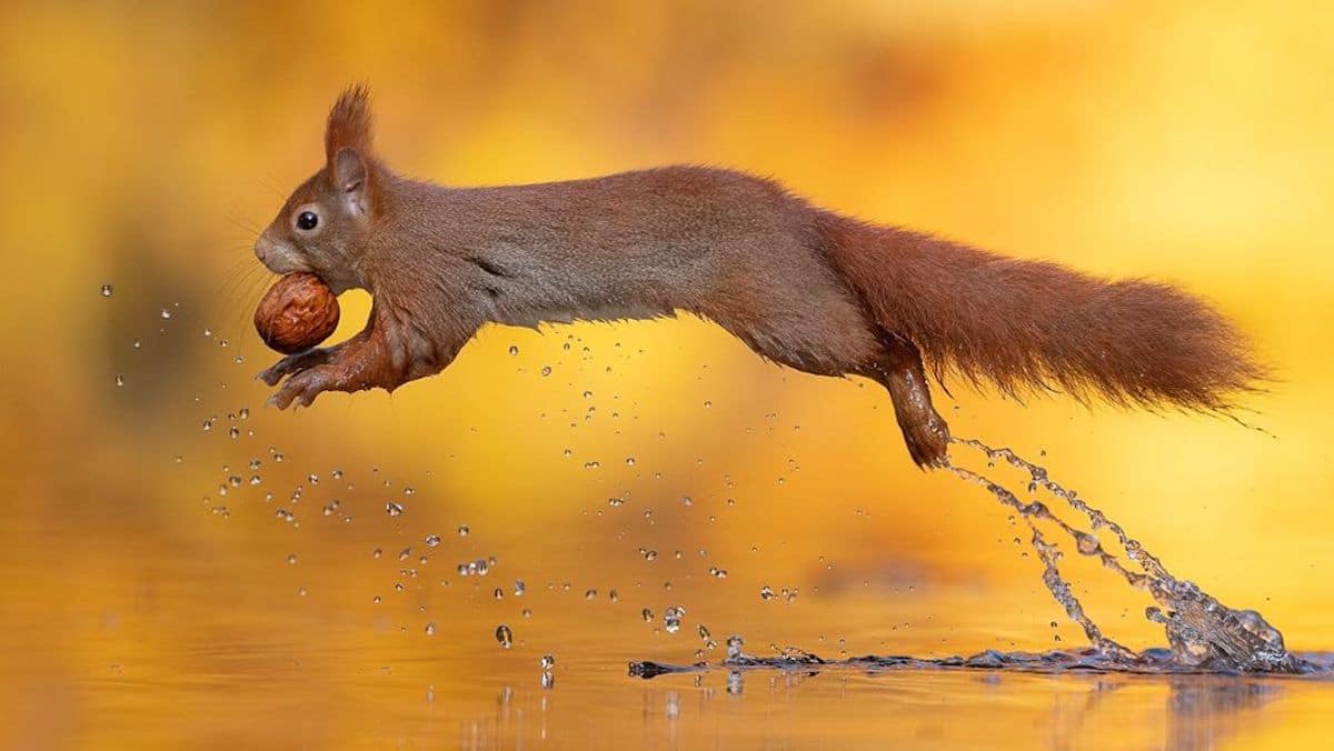 ReporterRoom's tweet photo. "Everyday you receive a new chance to be happy.
Embrace this and joyfully take that leap of faith."
- Jessica de la Davies
#Squirrels #Animals #NeverGiveUP #writing #blogging #JDLD #SelfCare #Faith #Happiness #gratitude #inspiring #quotes #Joy
#Photography by Dick Van Duijn https://t.co/wu6AsM9qJX