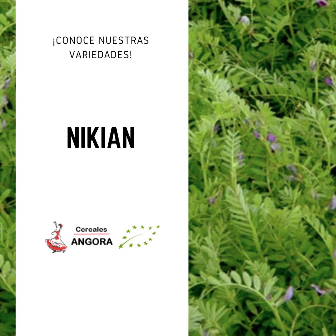 En esta ocasión, os presentamos nuestra Nikian. Una semilla caracterizada por su productividad tanto en grano como para forraje.

👉La planta presenta un porte semi erecto, buena altura y es resistente a la dehiscencia ¿Habéis sembrado alguna vez esta interesante variedad?