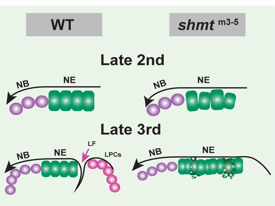 Catarina Homem tweet media