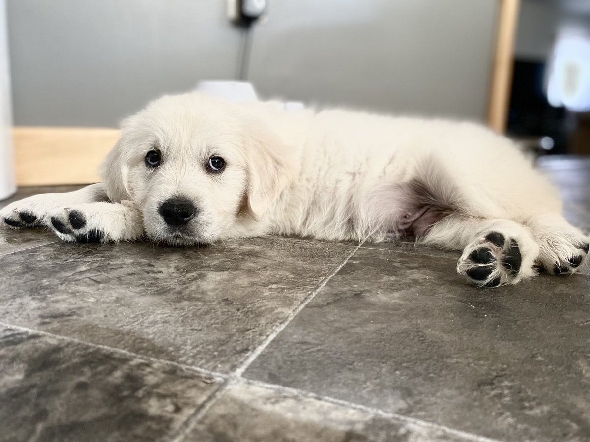 VascoCat's tweet photo. Introducing the newest member of our family, Bennett ❤️ https://t.co/1iuySkEJzX