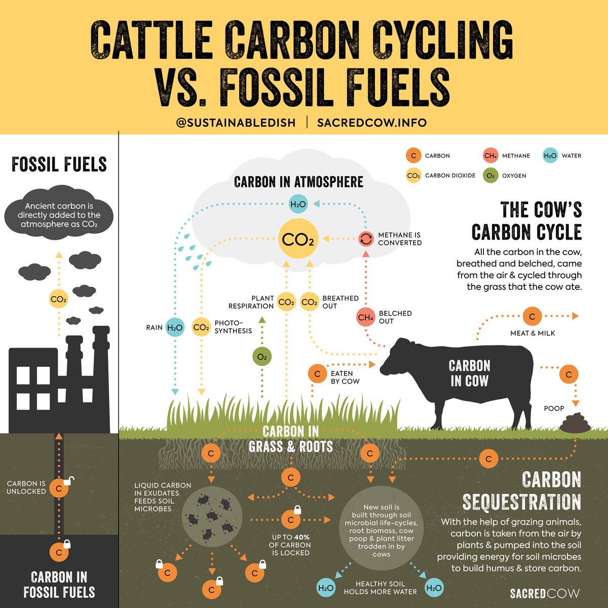 Anthony Gustin (@dranthonygustin) on Twitter photo Cow C cycles work like this:
1. Carbon stored in grass is eaten by cattle
2. Cattle ferment grass, produce methane
3. Methane is broken down to CO2 + H2O
4. Grasslands breathe in CO2 to grow (& deposit extra into the soil)
5. Repeat until the sun burns out
Pic:
<a href="/SustainableDish/">Diana Rodgers</a> Cow C cycles work like this:
1. Carbon stored in grass is eaten by cattle
2. Cattle ferment grass, produce methane
3. Methane is broken down to CO2 + H2O
4. Grasslands breathe in CO2 to grow (& deposit extra into the soil)
5. Repeat until the sun burns out
Pic:
<a href="/SustainableDish/">Diana Rodgers</a>
