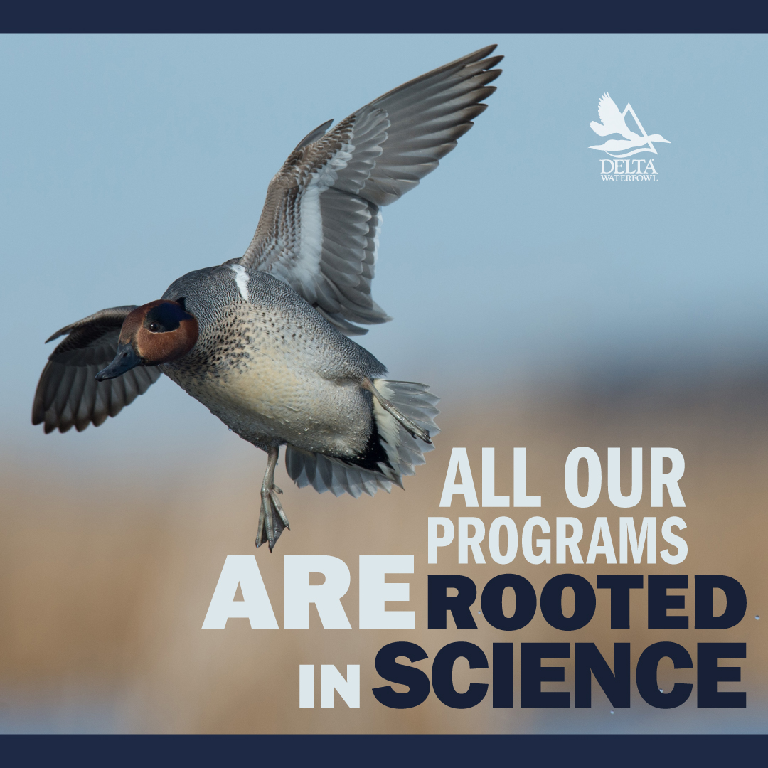 DeltaWaterfowl's tweet photo. We use data to answer questions that are critically important to ducks and duck hunters.
https://t.co/dufmDkcvYk
#Science #Ducks #DucksOverDecoys #MillionDucks https://t.co/RAOmajoYGQ