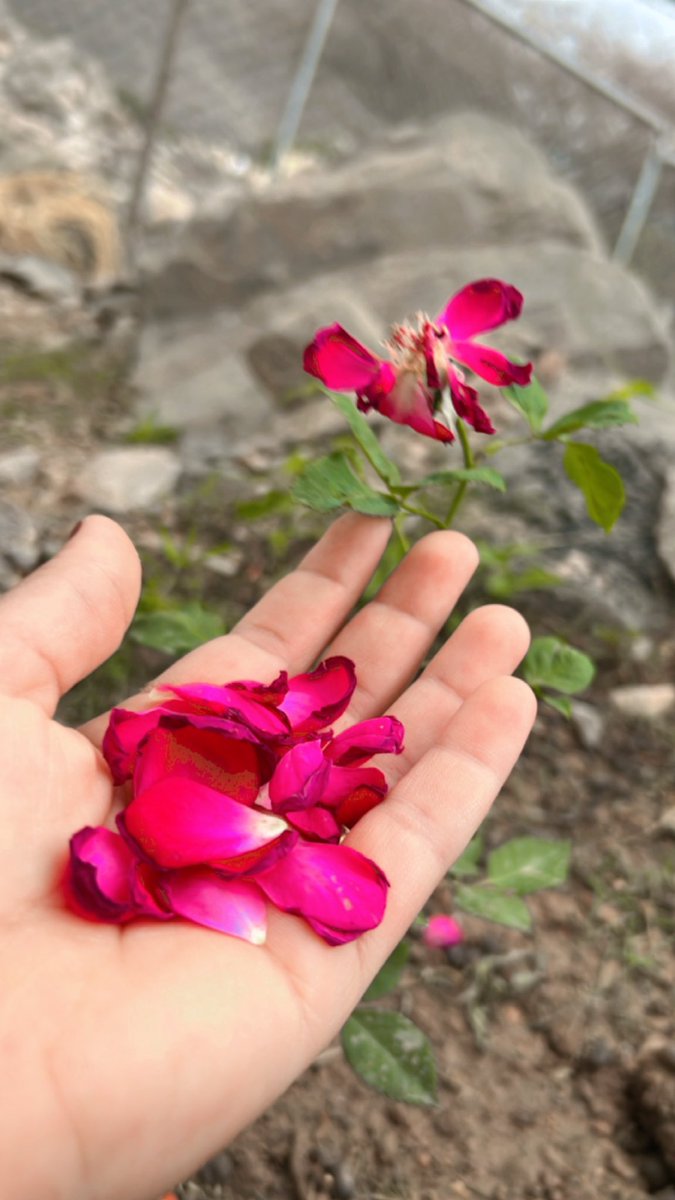 لَم يُعلمني أبي كيف أعيش ، بل عاش وجعلني أُراقبه ...