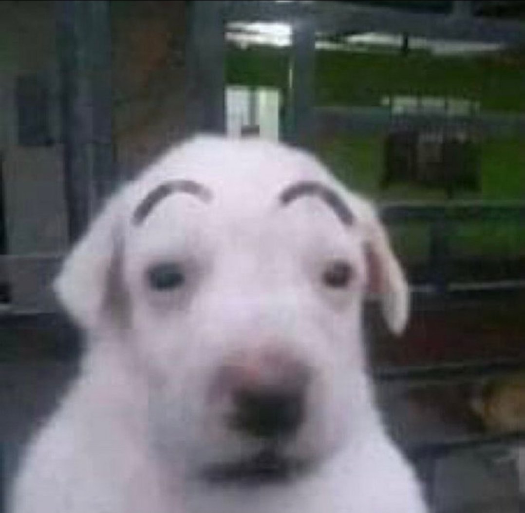 dabigsimp's tweet photo. @HumansNoContext https://t.co/GPPAdQ4L7U