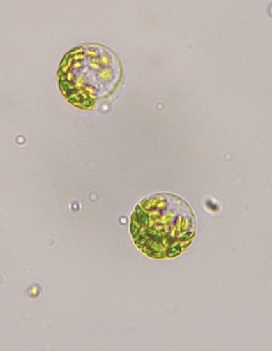 cla_beraldo's tweet photo. Let's start spring with Physco transformation @mateutoni 💚 🤞
#dibio #plantlab #plantscience #photosynthesis https://t.co/S5IRYm3apx