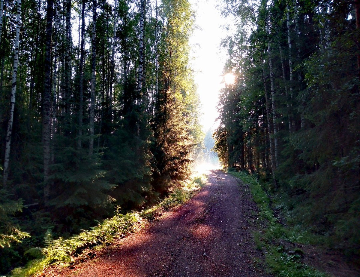 AnnukkaMeronen's tweet photo. Tutkimukset: Ihmisen tulisi mennä säännöllisesti metsään voidakseen paremmin.
10 min: verenpaine alkaa laskea
20 min: mieliala kohoaa selvästi
1 h: tarkkaavaisuus paranee
2 h: elimistön puolustuskyky kohenee
5 h/kk: henkinen hyvinvointi lisääntyy merkittävästi
#maailmanmetsäpäivä https://t.co/CngqOACdie