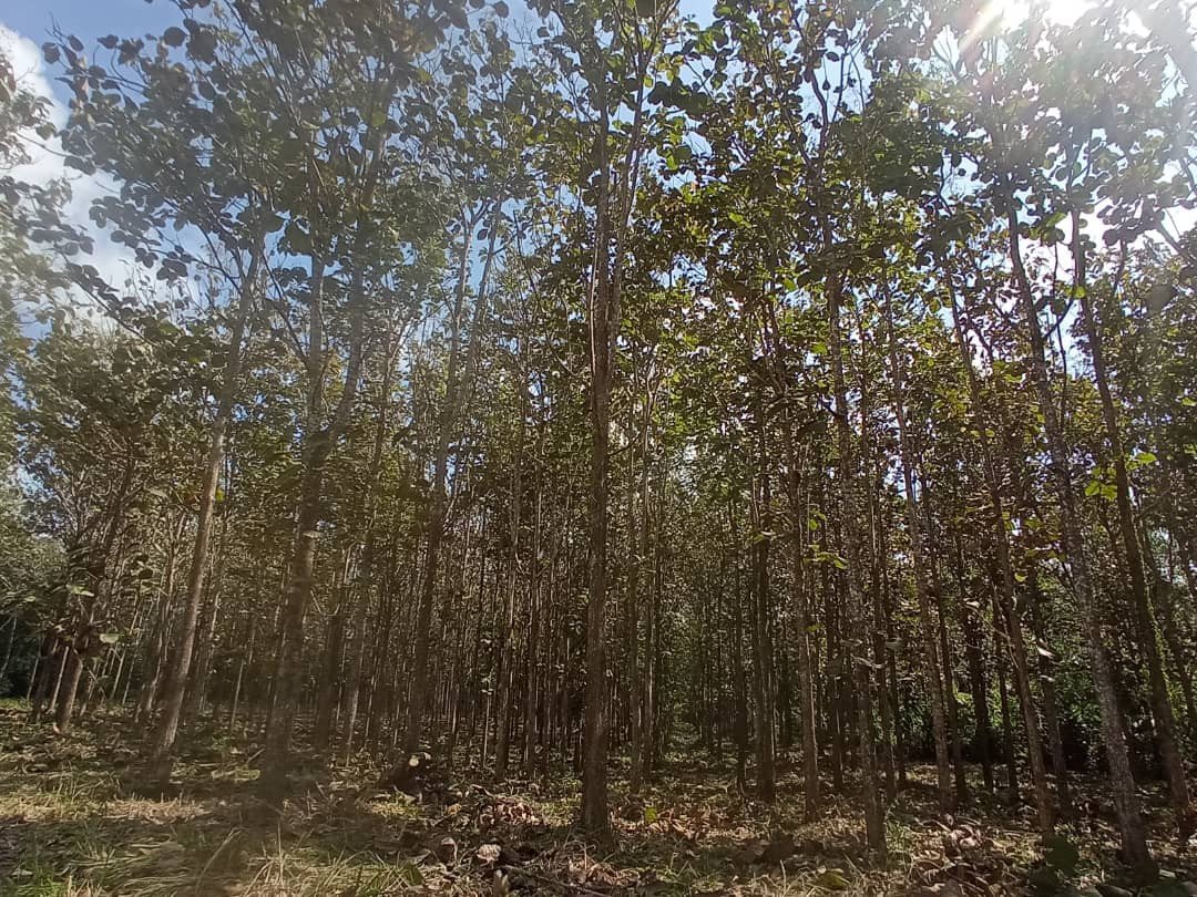 ¿Te gustaría conocer nuestro Bosque Agroforestal Multiespecífico y las especies que hay en el? 

¡Escríbenos y reserva la fecha de tu visita!