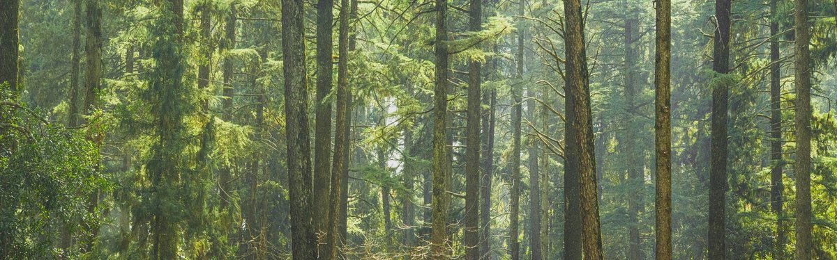 Why save forests?

On the auspicious occasion of #internationaldayofforests

Forests provide natural shelter to a number of floral &amp; faunal species. Forests support biodiversity, habitats &amp; ecosystem. 

Photo by Anmol Bisht 
Pauri, Garhwal
#NaturePhotography <a href="/UTDBofficial/">Uttarakhand Tourism</a>