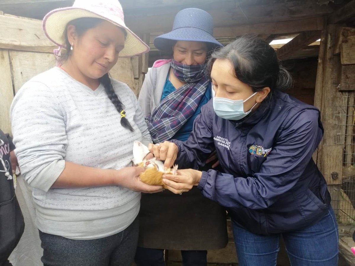 #Loja | En la parroquia #Chuquiribamba 📍 con el objetivo de mejorar los índices productivos en cobayos, se desarrolló el taller práctico de castración química. Trabajamos junto a nuestros pequeños productores para fortaleces sus capacidades.

#TrabajamosPorElCampo