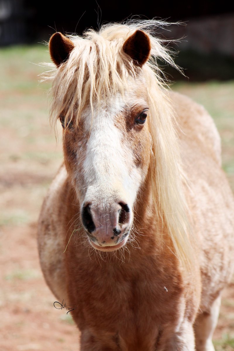 #badassmare #minimustang #rescuedhorse #equineart #AYearForArt #artdistrict #fineartphotography  Blonde Beauty Auntie Mini Mustang  read her story annetteswhimsies.art/gallery