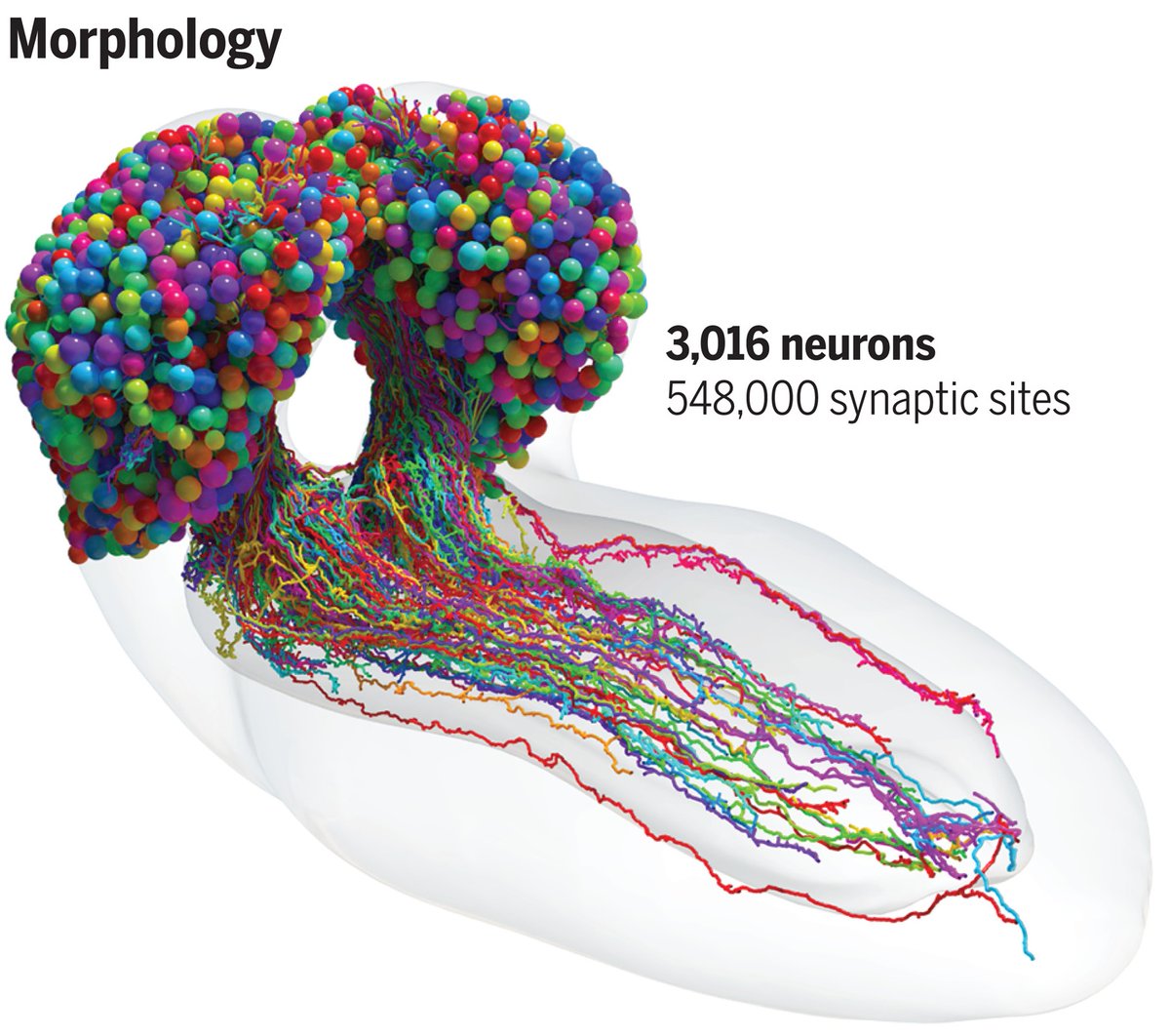 A partir de la reciente publicación en "Science" del primer mapa completo (#conectoma) del cerebro de larvas de #Drosophila, <a href="/JoseDuhart/">Jose Duhart</a>, investigador del <a href="/CONICETDialoga/">CONICET Dialoga</a> en  la <a href="/fundacionleloir/">Fundación Leloir</a>, explica el alcance de este hito científico.  bit.ly/42vfQqY