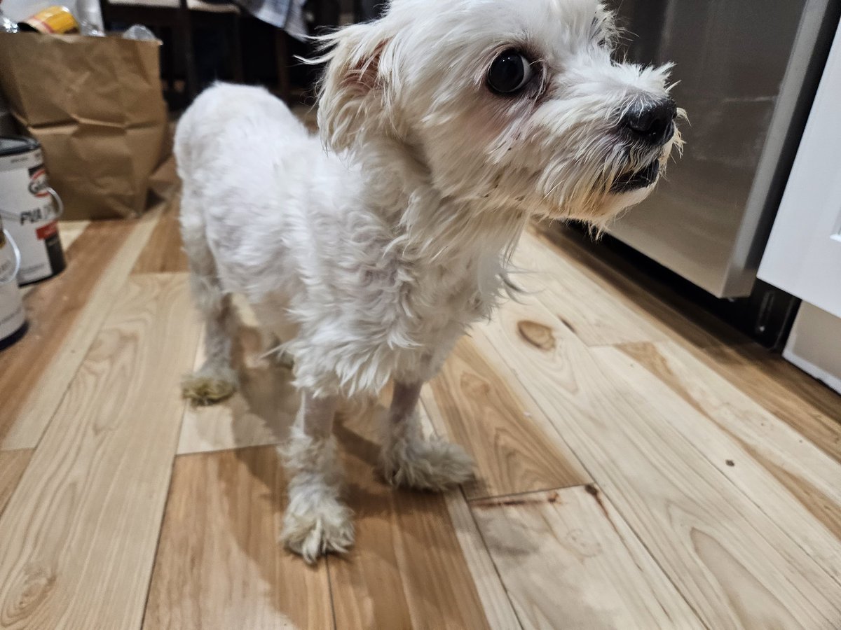jenniferbuck's tweet photo. @TomJumboGrumbo Thank you so much to you and all the supporters of Leo Rio. He is finally out of the hospital and expected to make a full recovery ♥️ he still looks like a hot mess but we'll get him all spiffed up soon when we can be sure he's not contagious any longer https://t.co/f6hfT59oTe