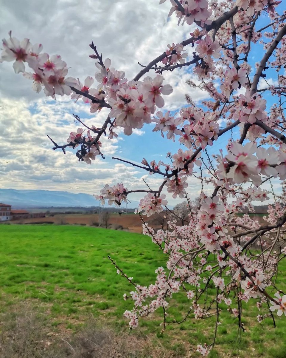 AvOzlemZengin's tweet photo. Nevruz, bahar, başlangıç… 

İyiliklerle, huzurla gelsin. 

🌸 Turhal Kat Köyü https://t.co/1QvkHIK6Wg