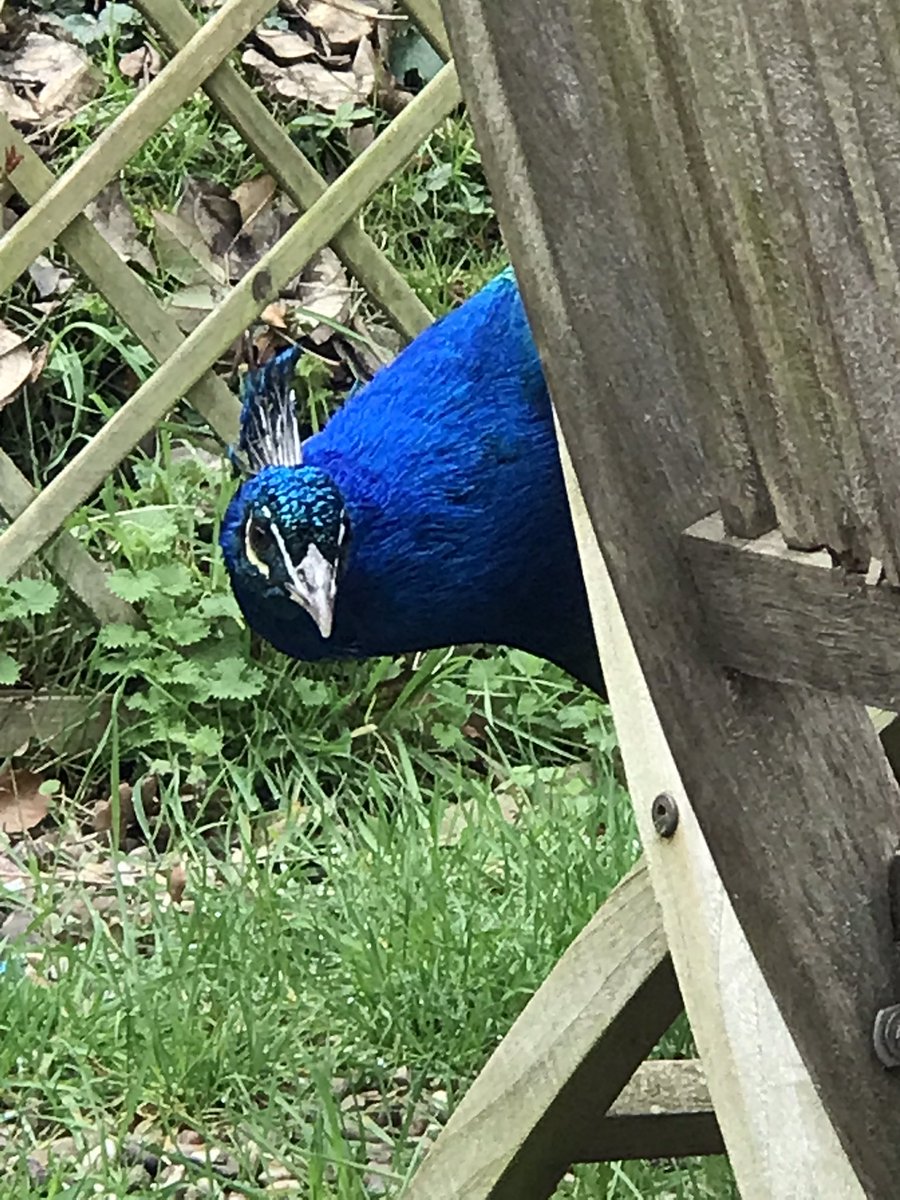 New guest at our Walcot Hall @inkwellwriters1 retreat today
#WritingCommmunity #visitshropshire