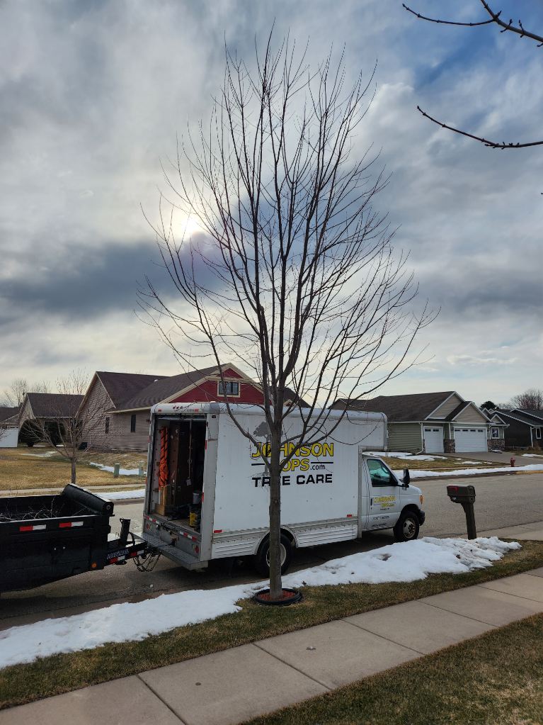 Structural pruning of a young Maple Tree