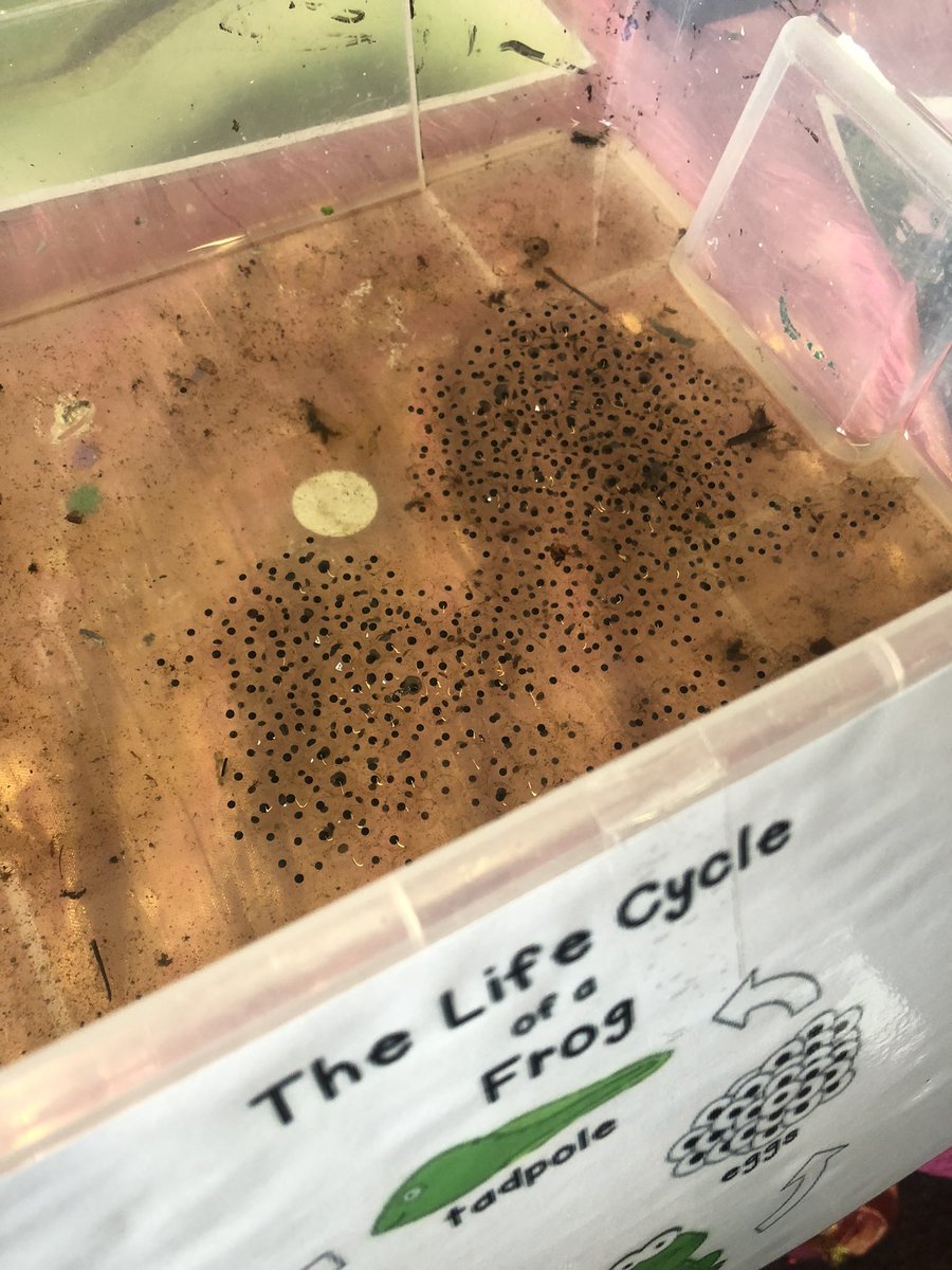 Roscoe_Primary's tweet photo. We have something really special in our Reception classroom! Frog eggs! We’ve looked at the life cycle of a frog, and now we are patiently waiting for our tadpoles to arrive!🐸 #RP_Reception #RP_Science #RP_UnderstandingTheWorld https://t.co/6b7SQ8aKx9