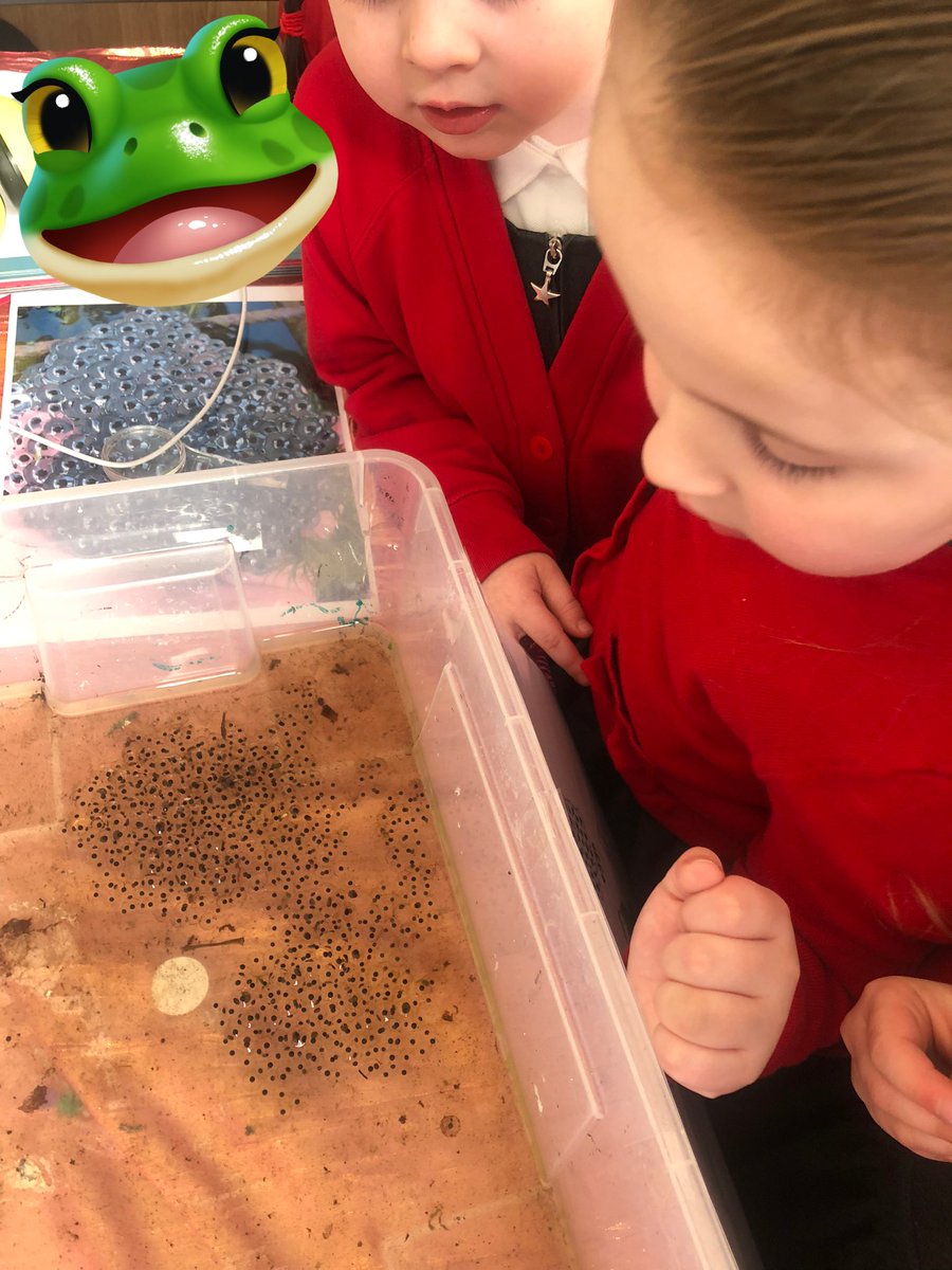 Roscoe_Primary's tweet photo. We have something really special in our Reception classroom! Frog eggs! We’ve looked at the life cycle of a frog, and now we are patiently waiting for our tadpoles to arrive!🐸 #RP_Reception #RP_Science #RP_UnderstandingTheWorld https://t.co/6b7SQ8aKx9