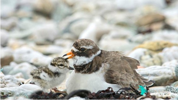 NENorfolkSufflk's tweet photo. Together with @SWT &amp; an incredible group of @SuffolkAoNB volunteers, we’ve put up fencing at Shotley on the Orwell Estuary to create safe havens for nesting #ringedplovers 

Ringed plovers nest on the ground so these fences reduce the risk of their nests &amp; eggs being trampled🐣💙 https://t.co/7qosdUR8CQ
