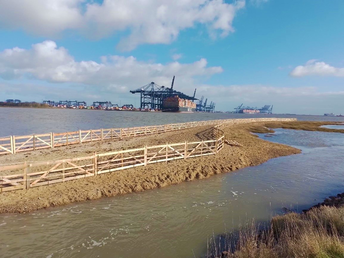Together with <a href="/SWT/">SWT</a> &amp; an incredible group of @SuffolkAoNB volunteers, we’ve put up fencing at Shotley on the Orwell Estuary to create safe havens for nesting #ringedplovers 

Ringed plovers nest on the ground so these fences reduce the risk of their nests &amp; eggs being trampled🐣💙