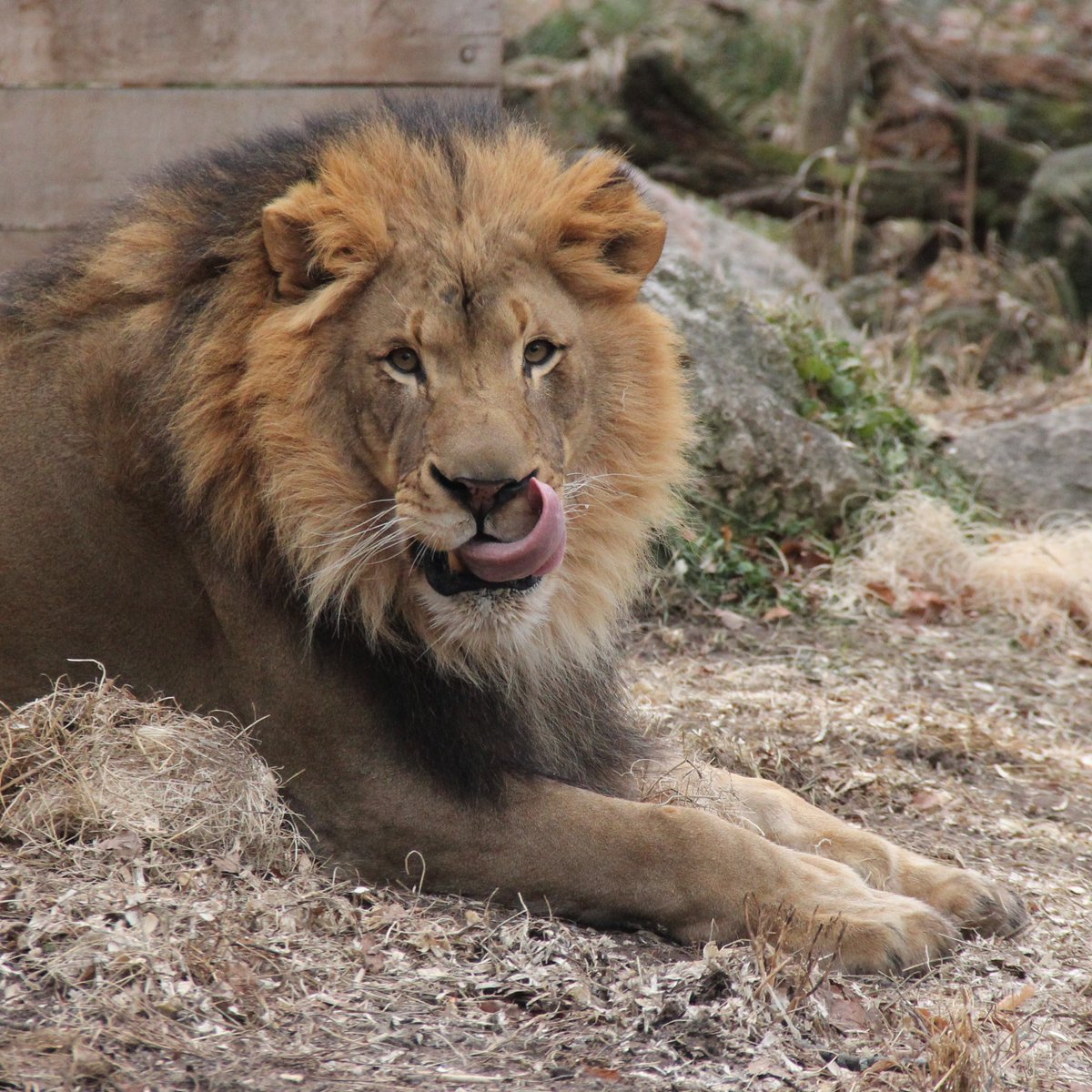 Happy #TongueOutTuesday from African lion, Pelo! 👅