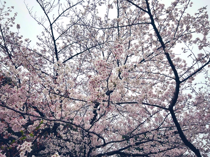 今年の桜も綺麗 