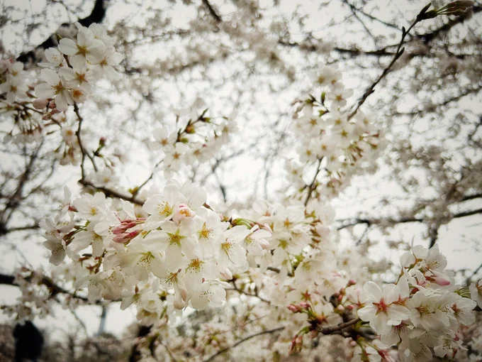今年の桜も綺麗 