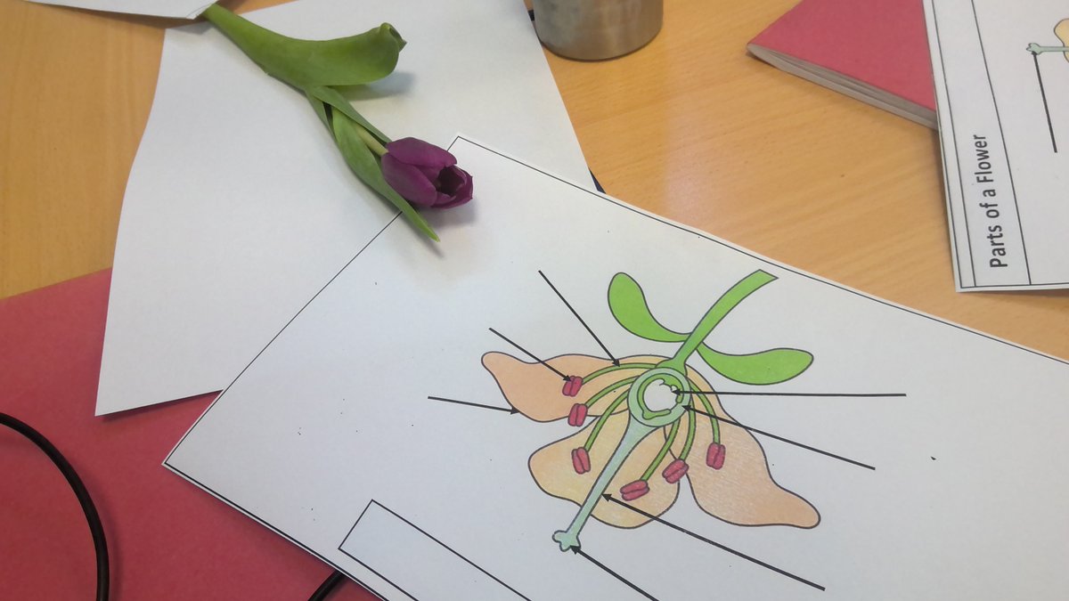 Y5 Ametrine have started off British Science week by dissecting flowers and labelling the different parts in their biology lesson. <a href="/High_Hazels_Ac/">High Hazels Academy</a>