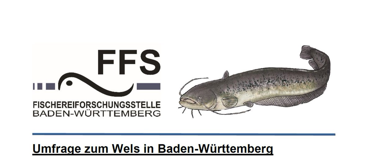 FFS_BW's tweet photo. Welche Bedeutung hat der #Wels für die #Angelfischerei in #BW? Die #FFS führt zusammen mit der Uni #Konstanz eine anonymisierte #Umfrage durch, die diesem Sachverhalt auf den Grund gehen soll. Nun sind die Angler aus dem #Ländle gefragt! 
Teilnahme unter: 
https://t.co/pT3vhdOuga https://t.co/IZkjqfCzmu