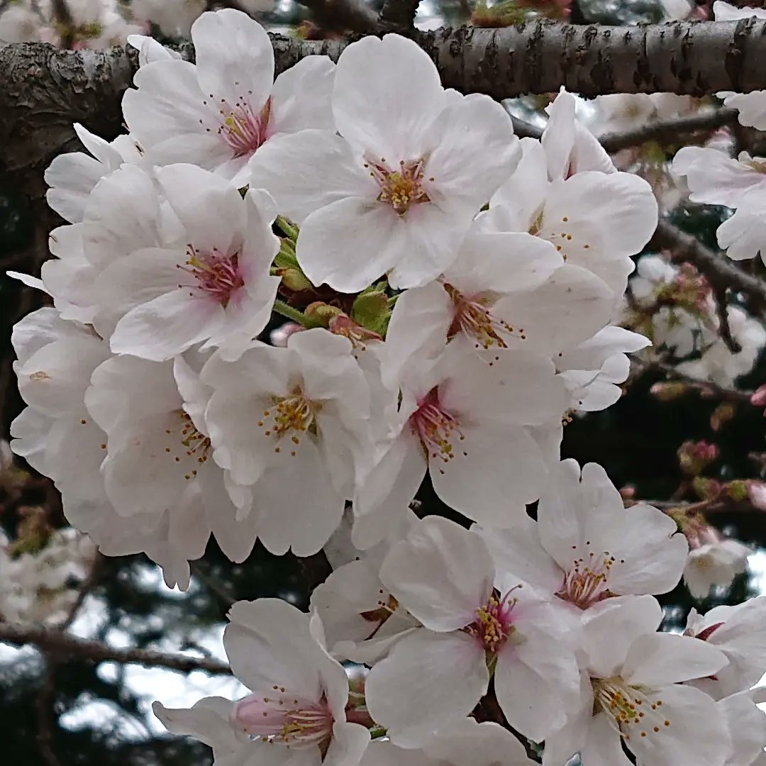 東京は八分咲きくらいですが
桜だいぶ咲いてきてます🌸

私事で申し訳ないですが、
昨年末、家族が他界したため
暫くお休みしていました。
又ゆっくりペースでリスタート出来たらと思ってますので
引き続きどうぞよろしくお願いいたします🙇