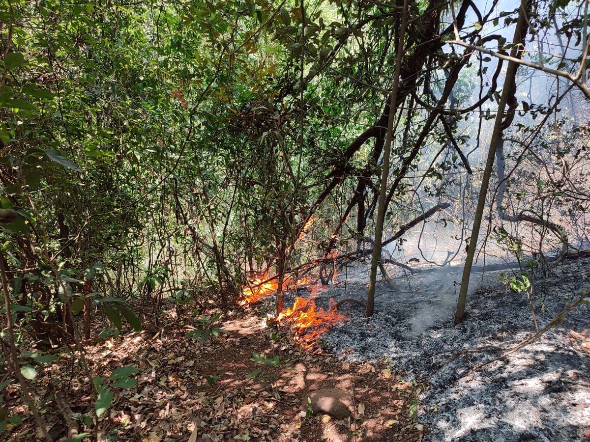 Maithili_MM's tweet photo. In the era of climate change, our remaining forests are at greater risk from natural disasters &amp; forest fires. Clearing &amp; fragmenting forests for development heightens the risk to Mollem. @DrPramodPSawant @fayedsouza @moefcc

#GoaIsBurning #StopDoubleTracking #SaveMollem https://t.co/iflvGdvm0H
