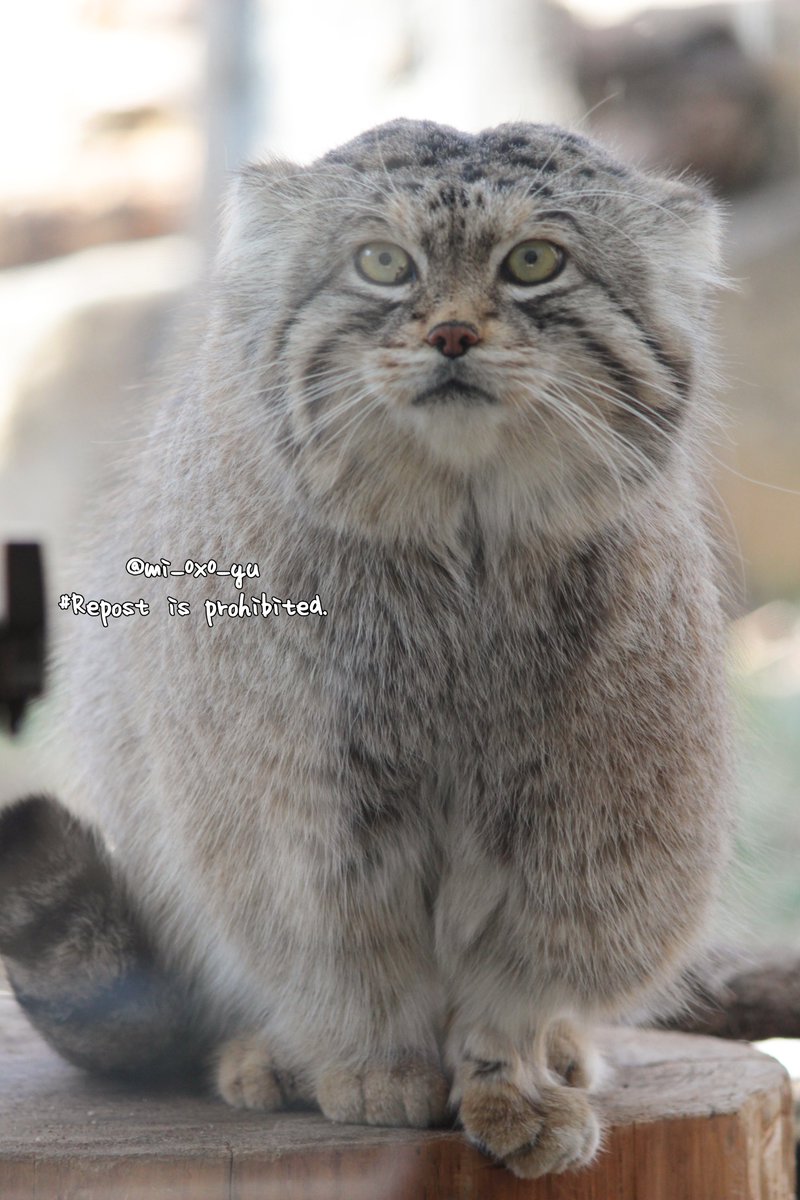 おやすみなさい。

#那須どうぶつ王国 #マヌルネコ #レフ